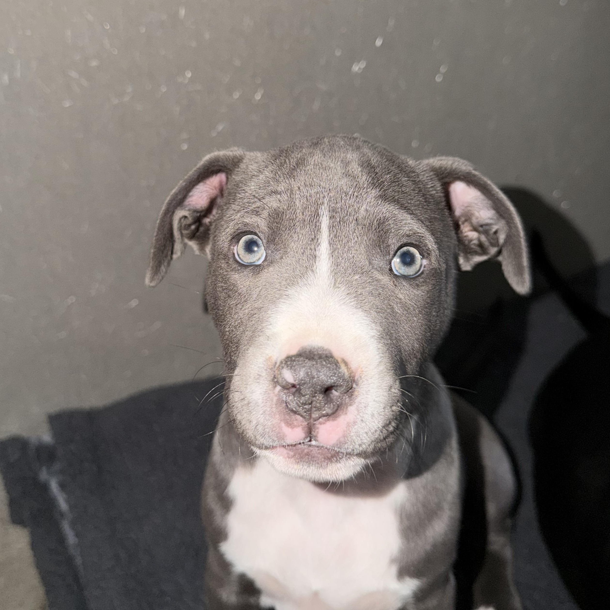 Enlarge Cleo, a Adoptable mixed breed in Buena Vista, CO image 2/3