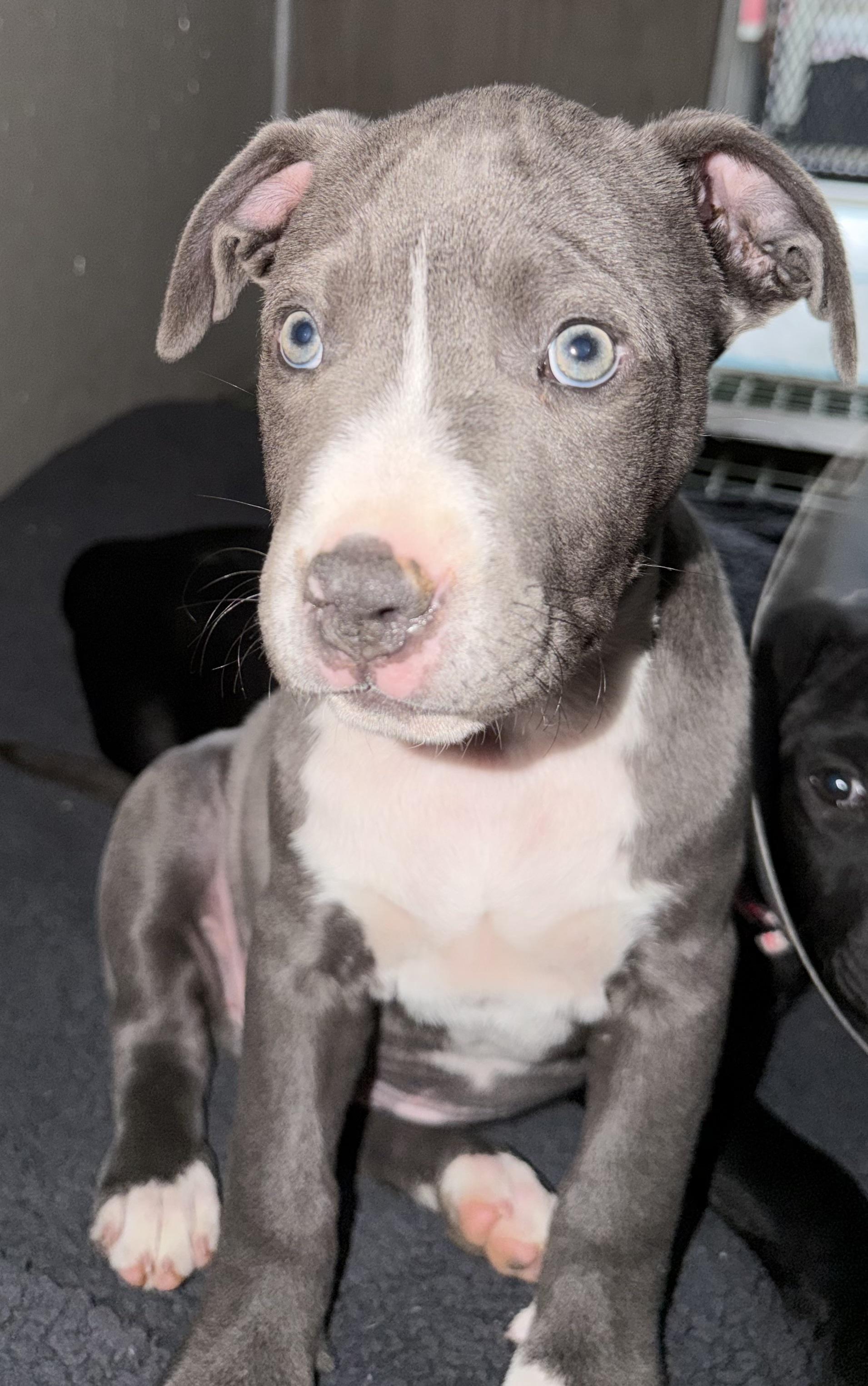 Enlarge Cleo, a Adoptable mixed breed in Buena Vista, CO image 3/3