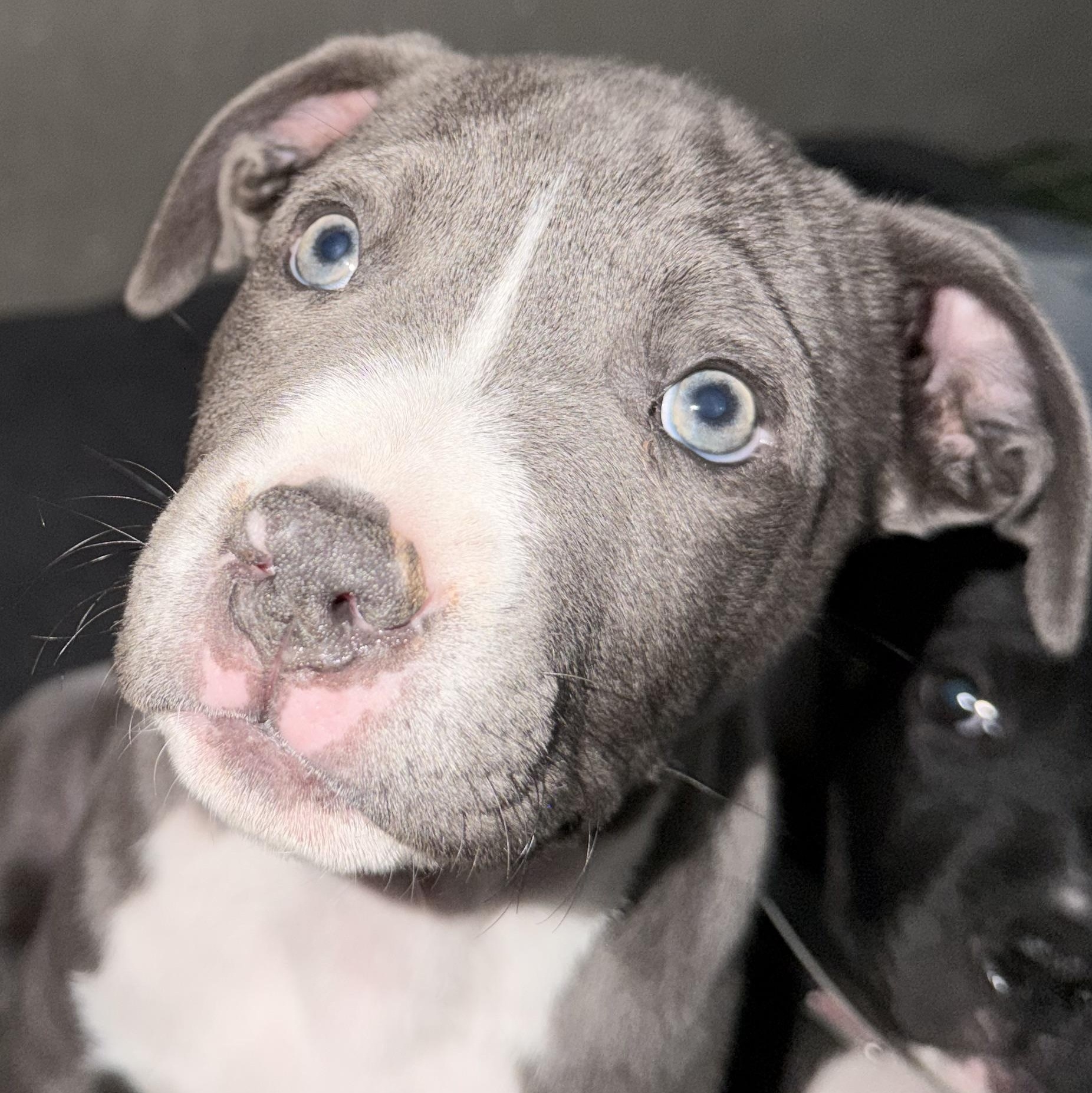 Cleo, Adoptable, Young Female Pit Bull Terrier.