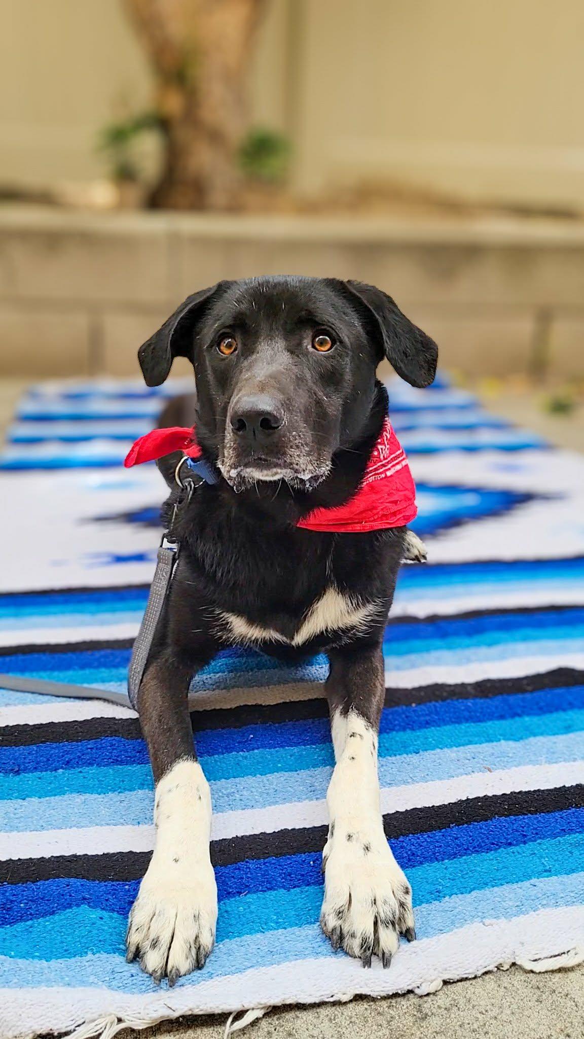 Enlarge Louis, a ADOPTABLE mixed breed in Anza, CA image 5/6