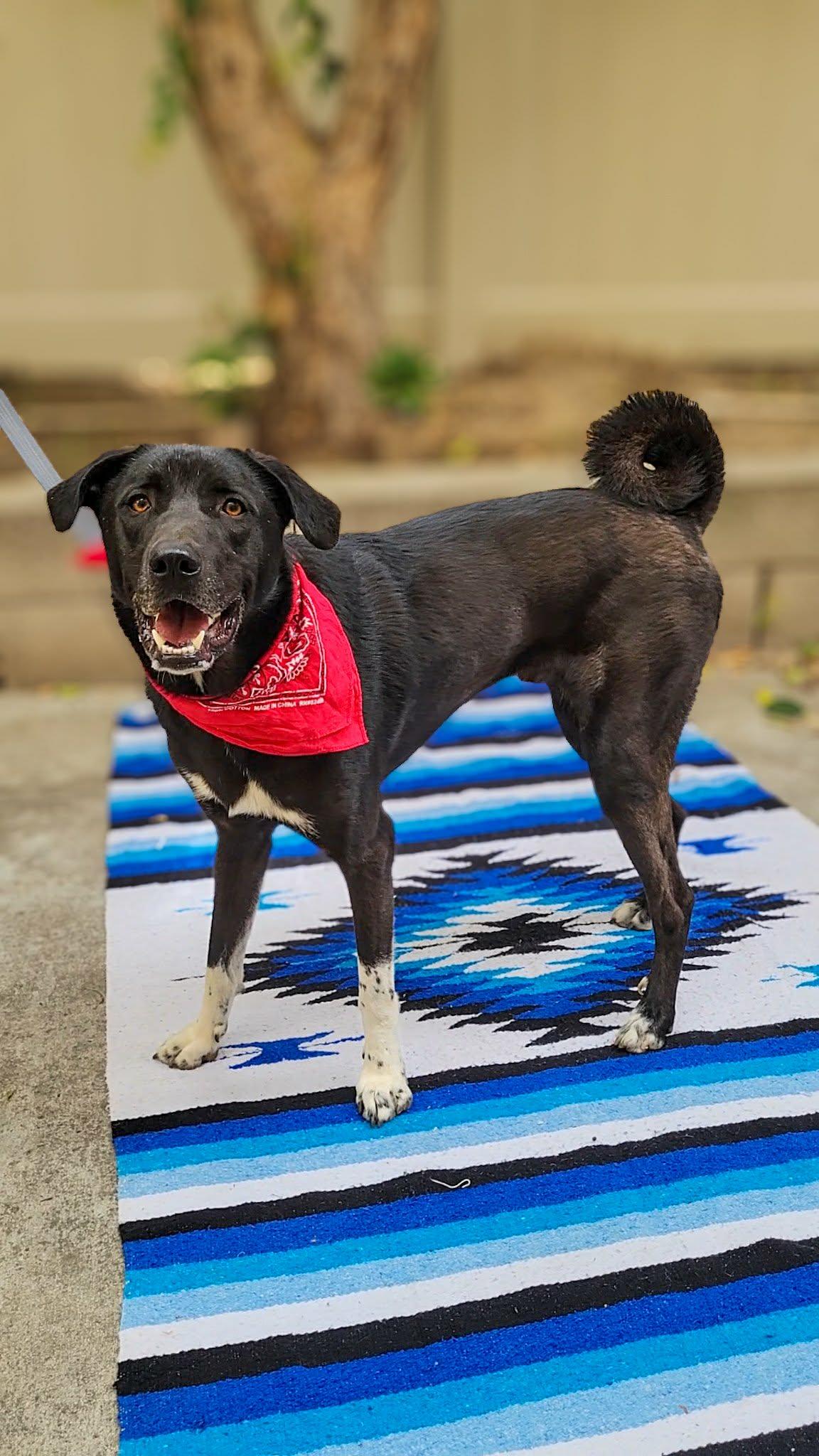 Enlarge Louis, a ADOPTABLE mixed breed in Anza, CA image 3/6