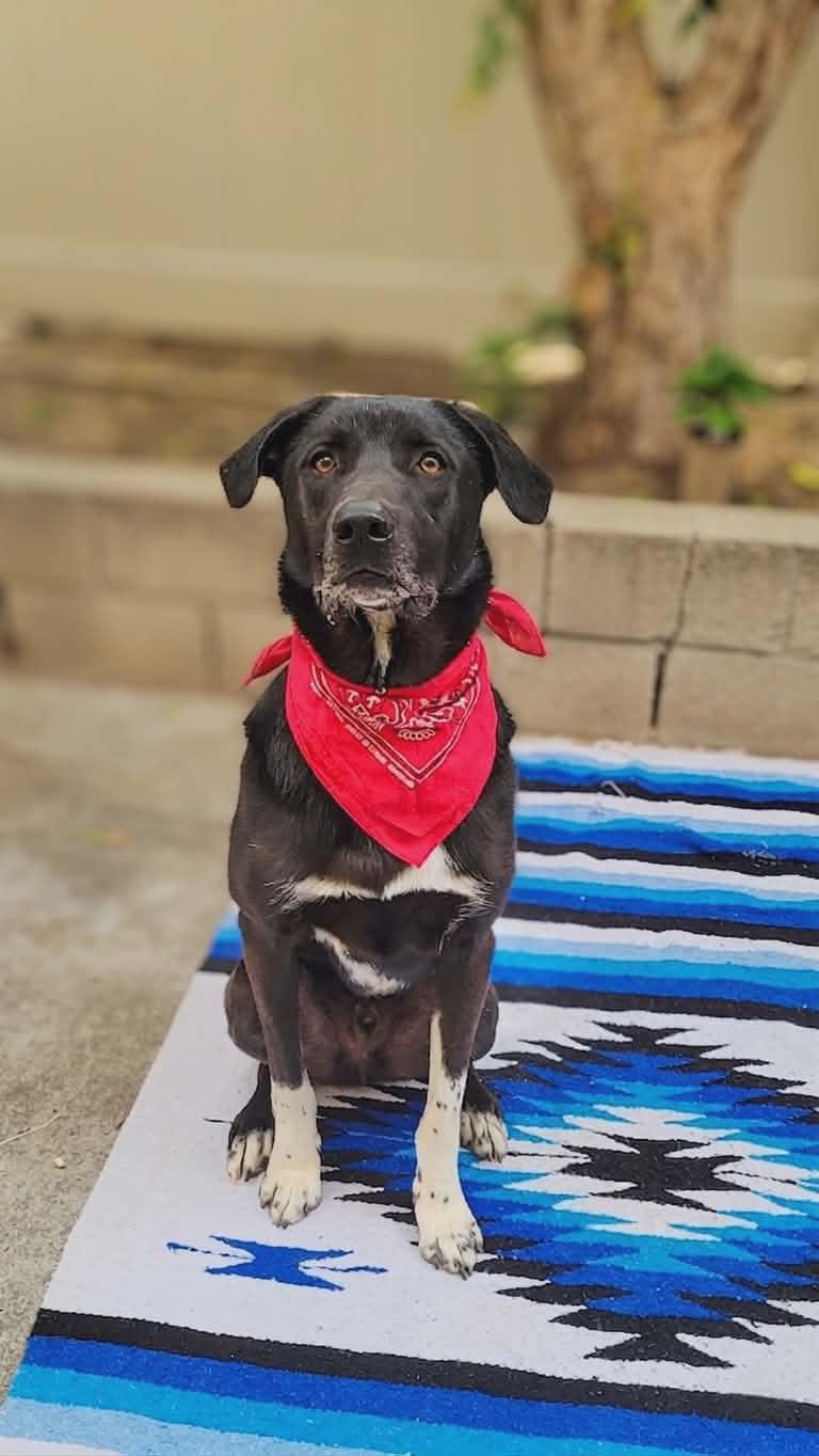 Enlarge Louis, a ADOPTABLE mixed breed in Anza, CA image 4/6