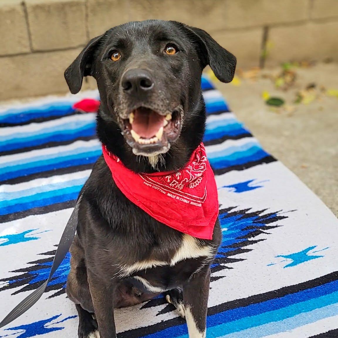 Enlarge Louis, a ADOPTABLE mixed breed in Anza, CA image 1/6