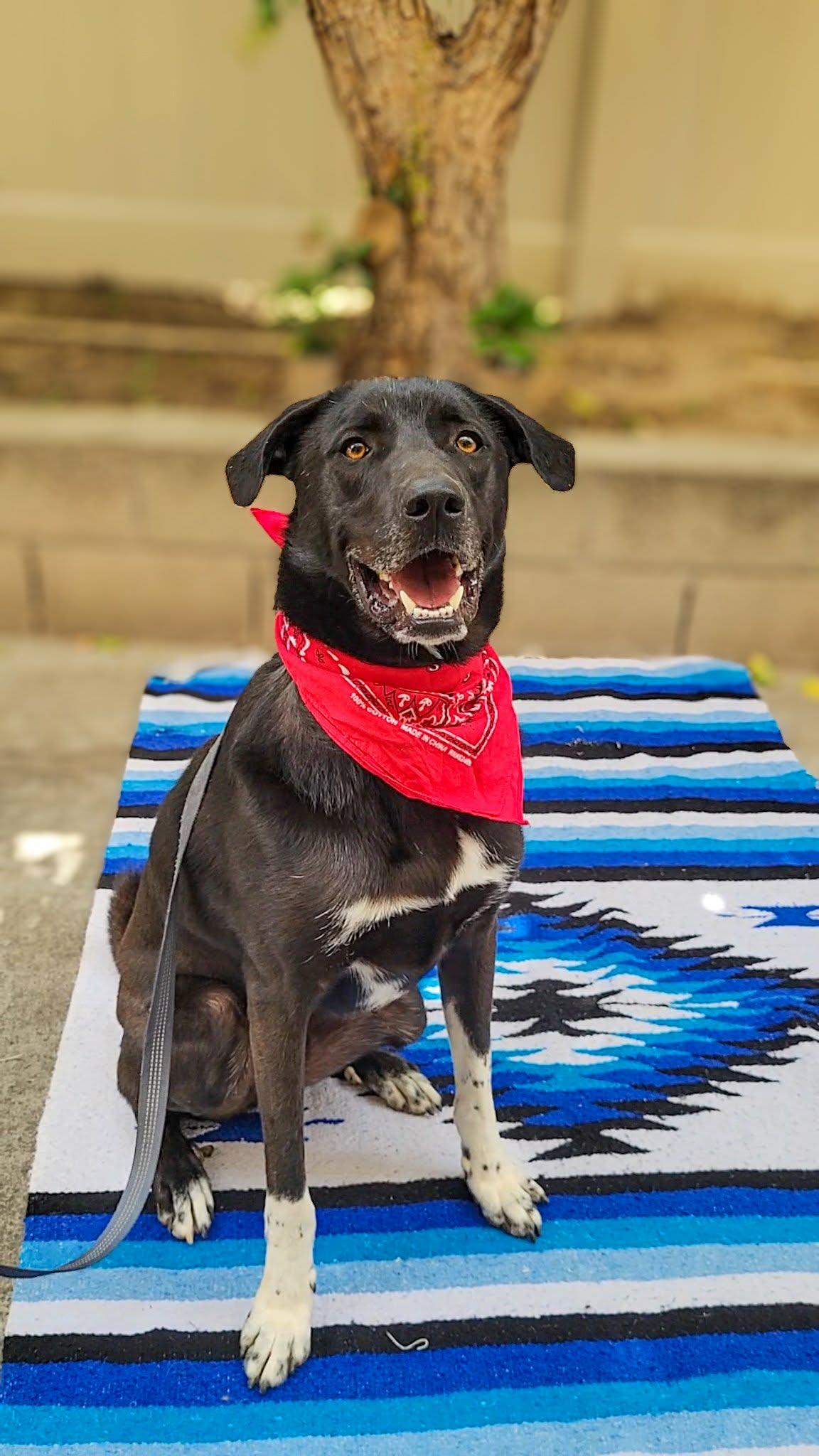Enlarge Louis, a ADOPTABLE mixed breed in Anza, CA image 6/6