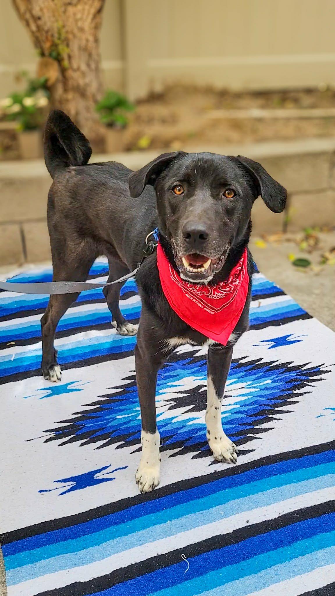Enlarge Louis, a ADOPTABLE mixed breed in Anza, CA image 2/6