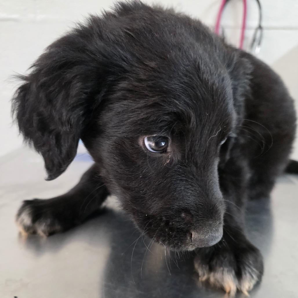 Enlarge Kibbles, a Adoptable mixed breed in Clanton, AL image 1/3