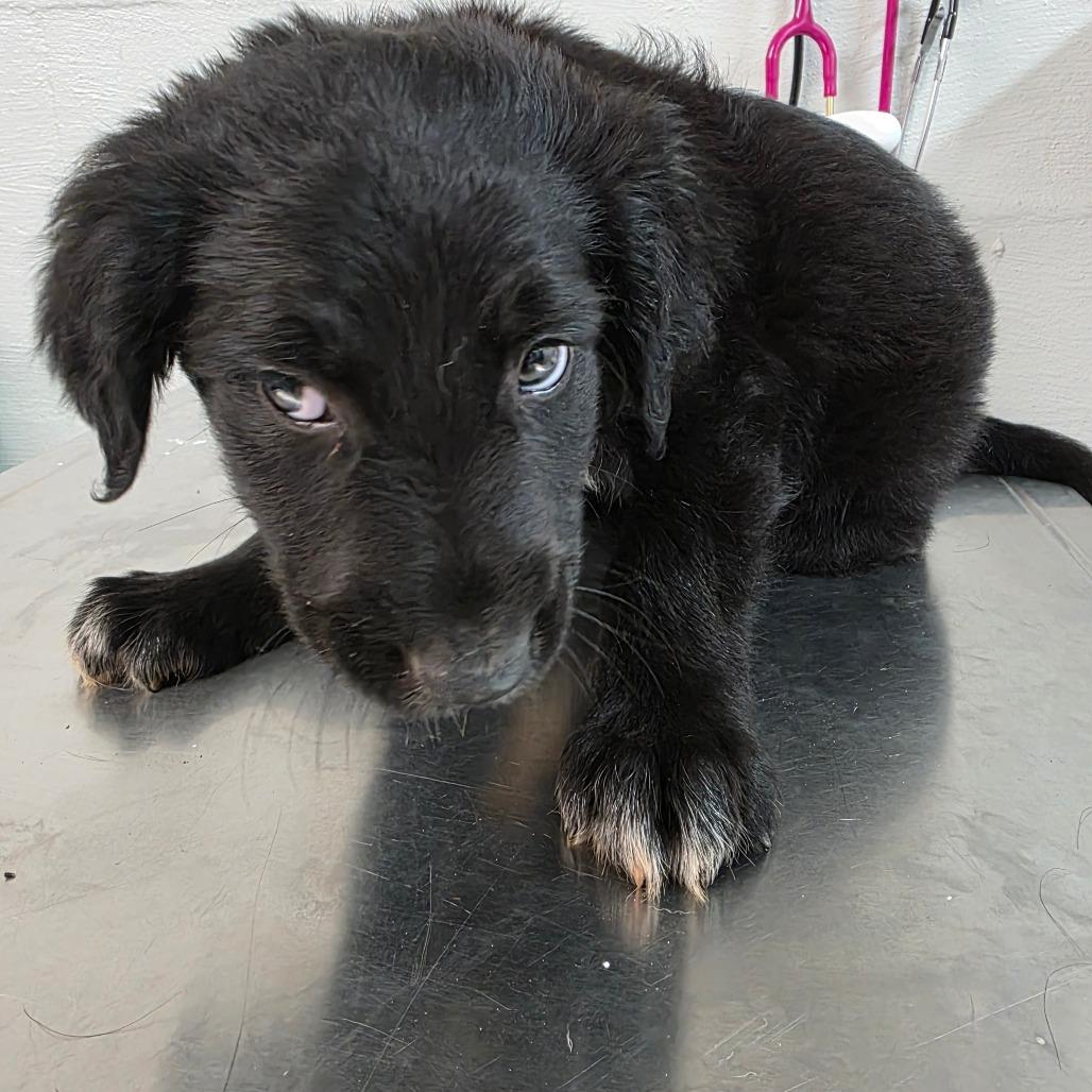 Enlarge Kibbles, a Adoptable mixed breed in Clanton, AL image 2/3