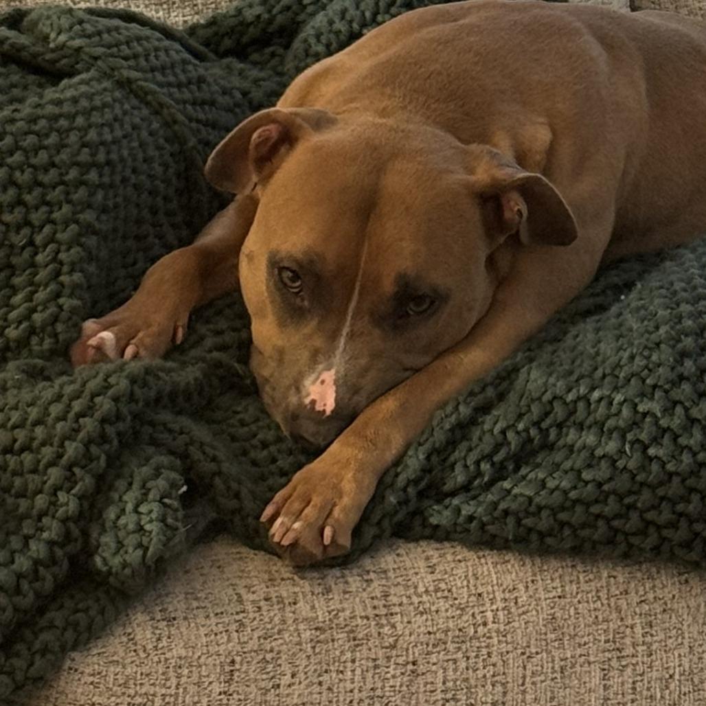 Enlarge Molly, a Adoptable mixed breed in Canaan, NH image 1/6