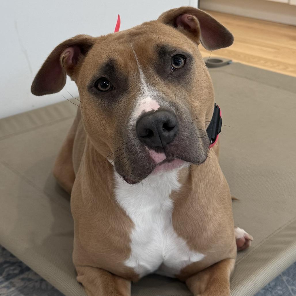 Enlarge Molly, a Adoptable mixed breed in Canaan, NH image 2/6