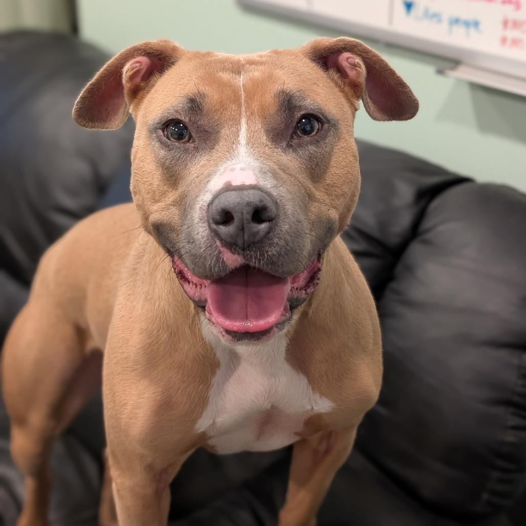 Enlarge Molly, a Adoptable mixed breed in Canaan, NH image 3/6