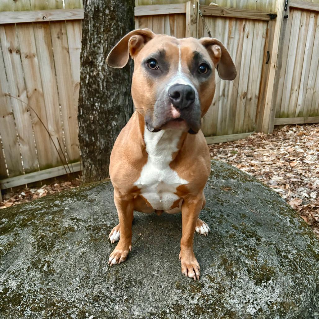Enlarge Molly, a Adoptable mixed breed in Canaan, NH image 4/6