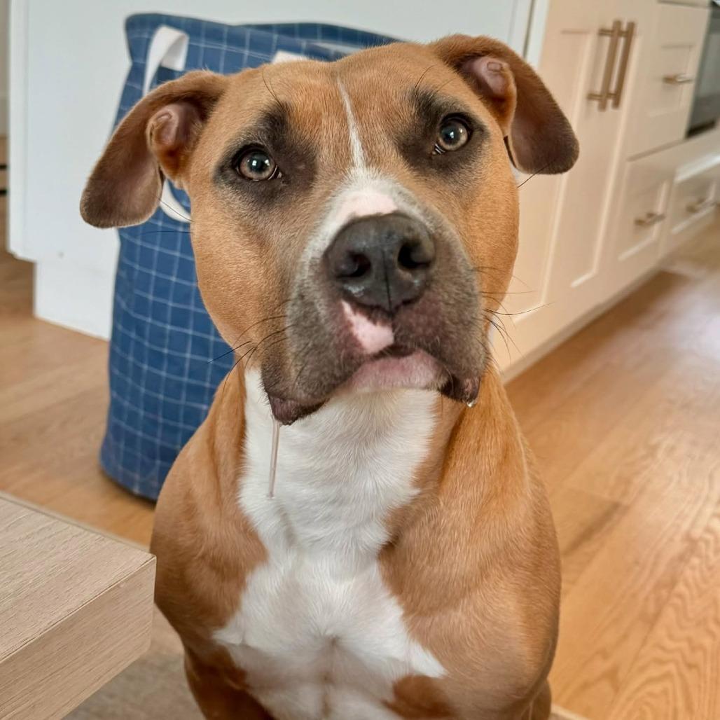 Enlarge Molly, a Adoptable mixed breed in Canaan, NH image 3/6