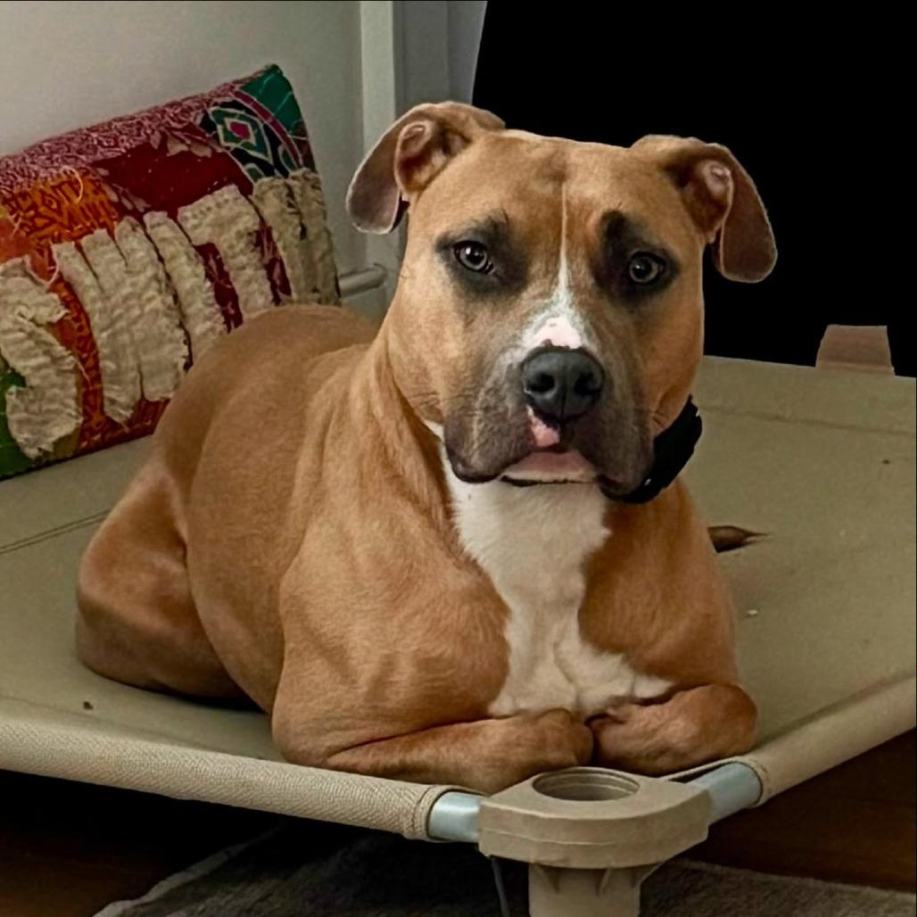 Enlarge Molly, a Adoptable mixed breed in Canaan, NH image 4/6