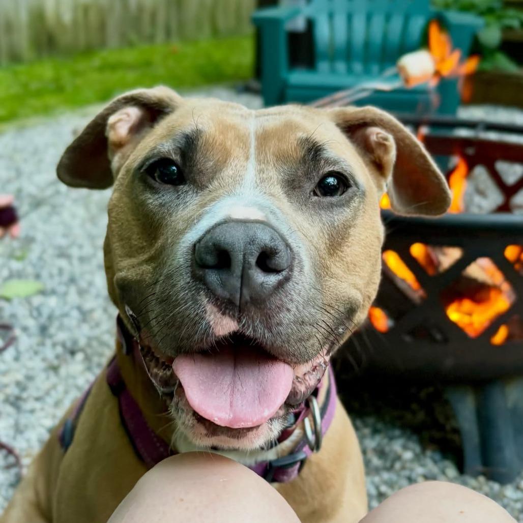 Enlarge Molly, a Adoptable mixed breed in Canaan, NH image 5/6