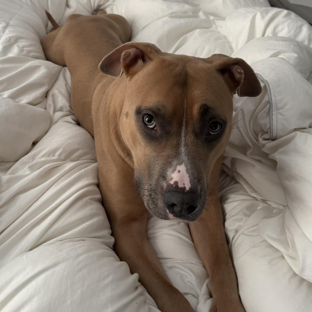 Enlarge Molly, a Adoptable mixed breed in Canaan, NH image 5/6