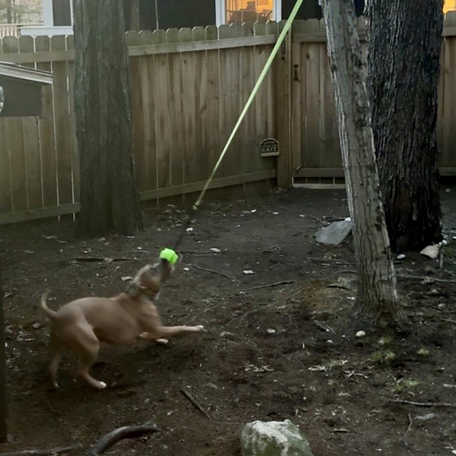 Enlarge Molly, a Adoptable mixed breed in Canaan, NH image 6/6