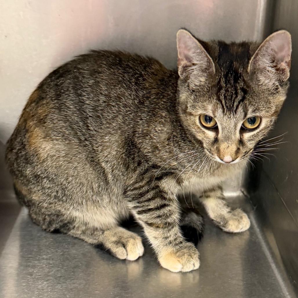 Dolly, Adoptable, Kitten Female Domestic Short Hair.