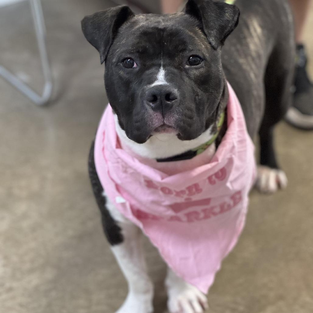 Dumplin, Adoptable, Adult Female American Staffordshire Terrier & Mixed Breed.