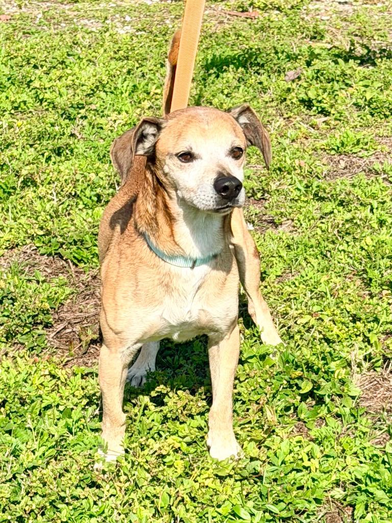 Malcolm, Adoptable, Adult Male Beagle & Pug.