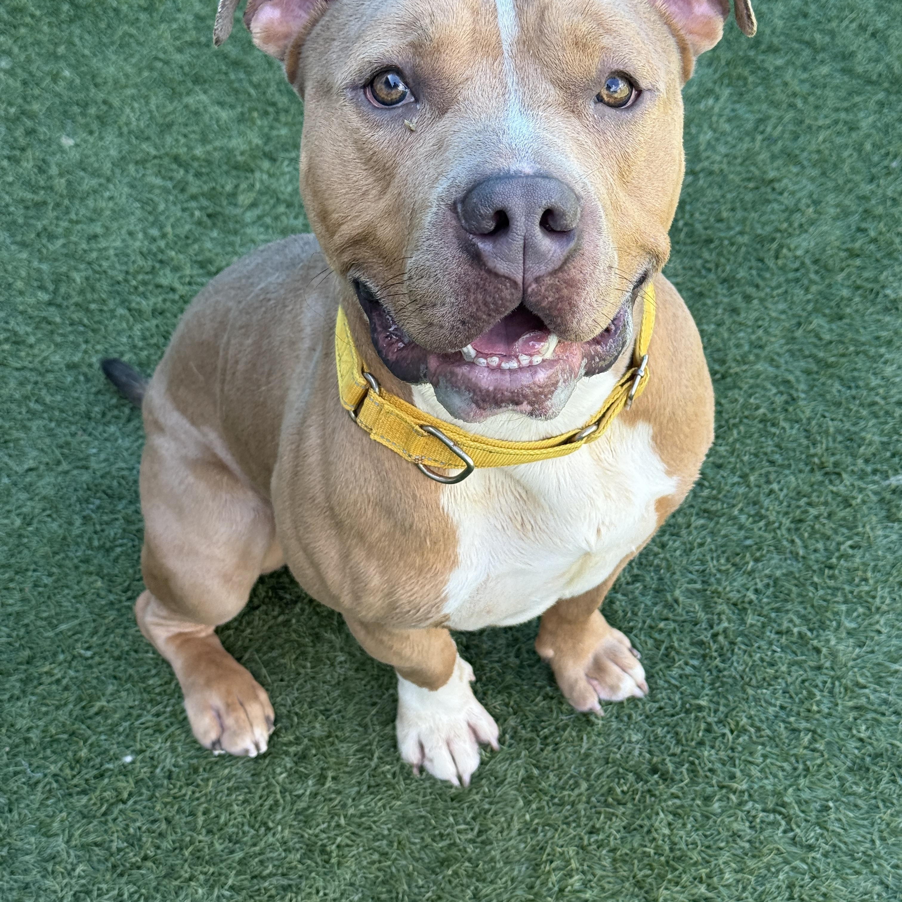 Lenny, Adult Male Pit Bull Terrier