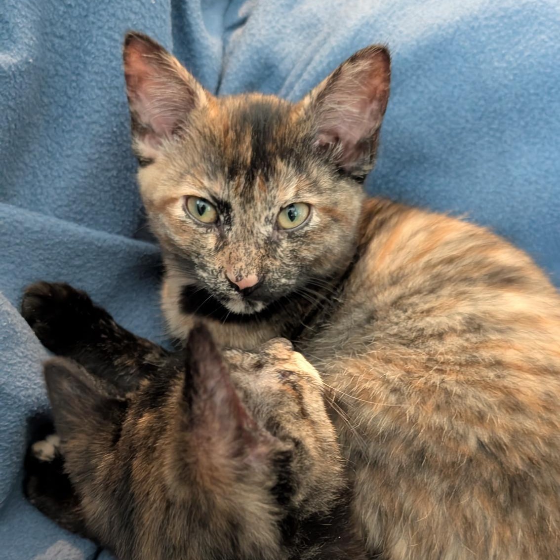 Eunoia, Baby Female unknown