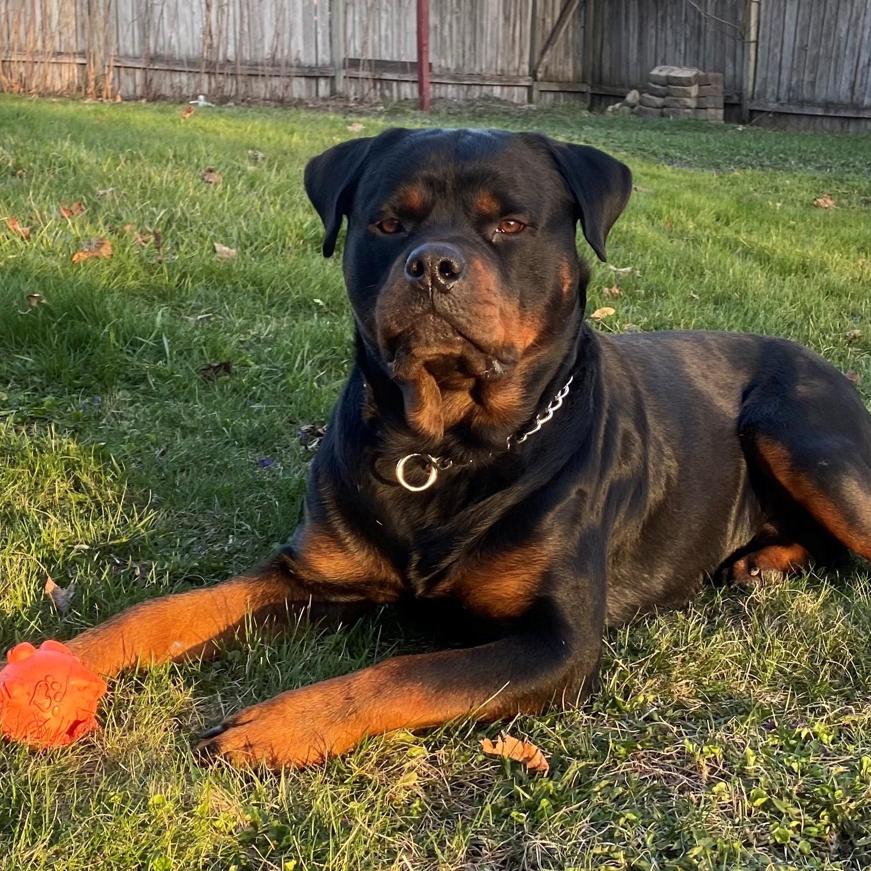 Louie, a ADOPTABLE Rottweiler in Redmond, WA image 5/6