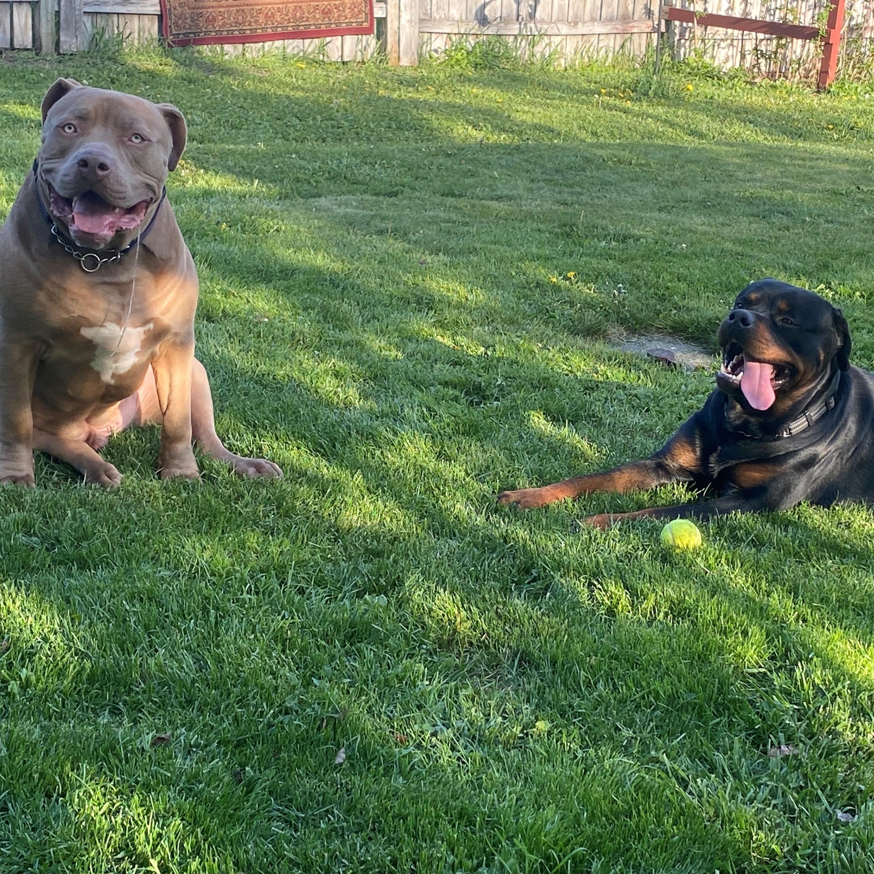 Louie, a ADOPTABLE Rottweiler in Redmond, WA image 2/6