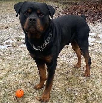 Louie, a ADOPTABLE Rottweiler in Redmond, WA image 6/6