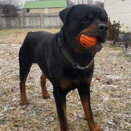Louie, a ADOPTABLE Rottweiler in Redmond, WA image 3/6