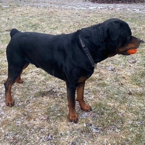 Louie, a ADOPTABLE Rottweiler in Redmond, WA image 4/6