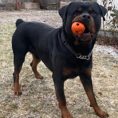 Louie, a ADOPTABLE Rottweiler in Redmond, WA image 1/6