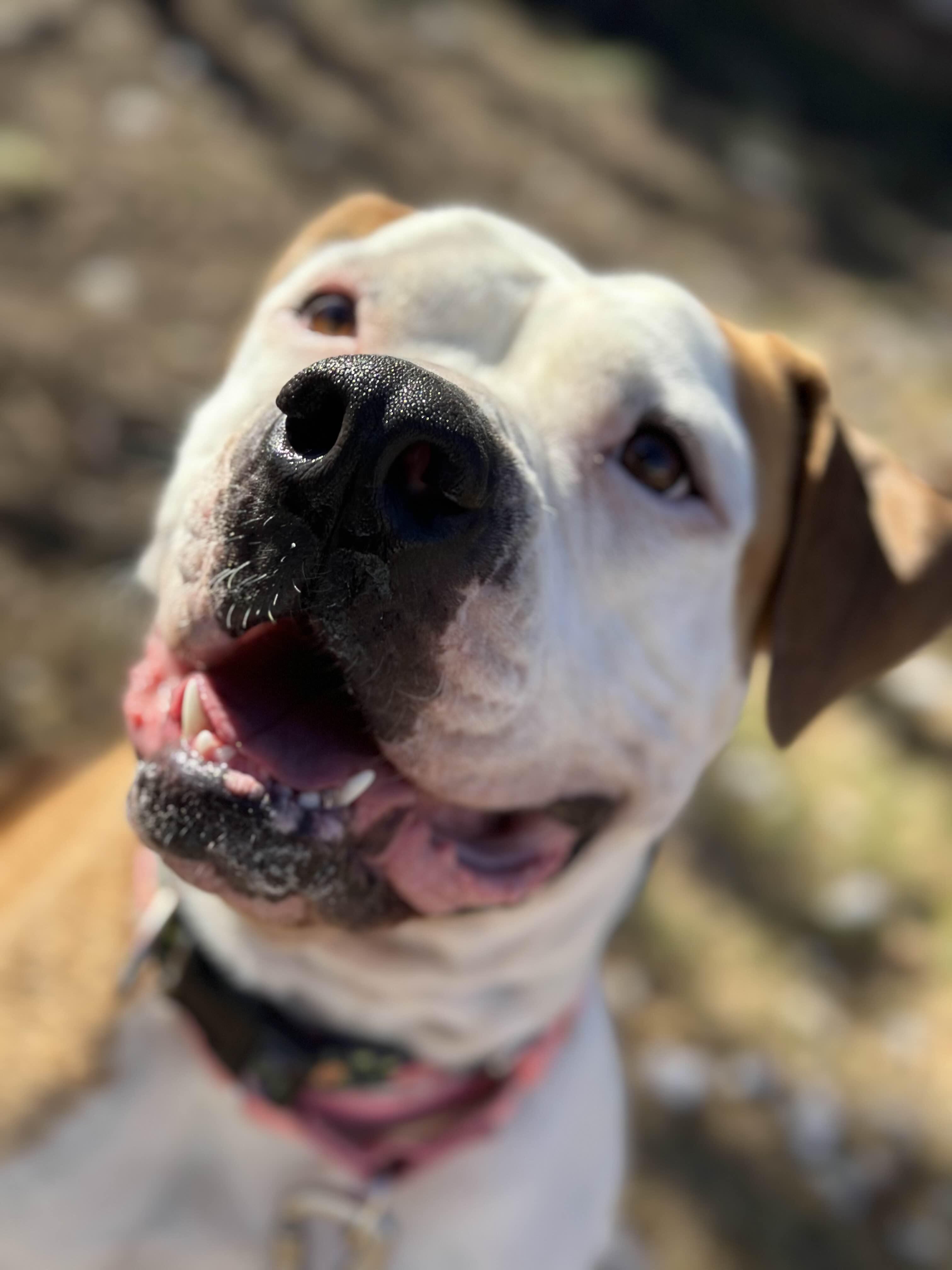 Penelope, Adopted, Adult Female American Bulldog & Mastiff.