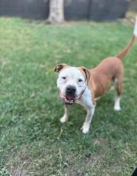 Penelope, a Adopted mixed breed in Hampton Bays, NY image 2/3