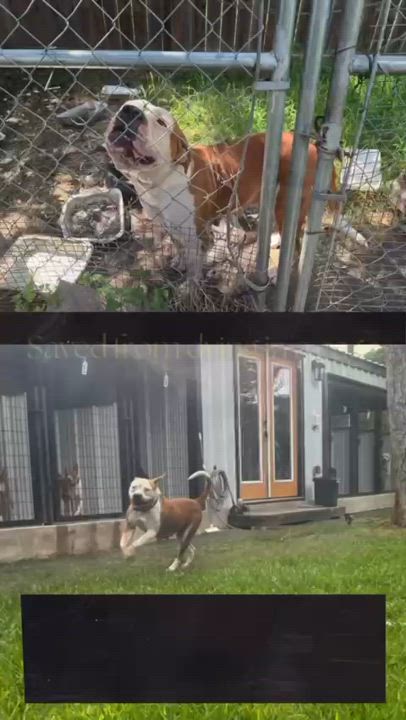 Enlarge Penelope, a Adopted mixed breed in Hampton Bays, NY video 3/3