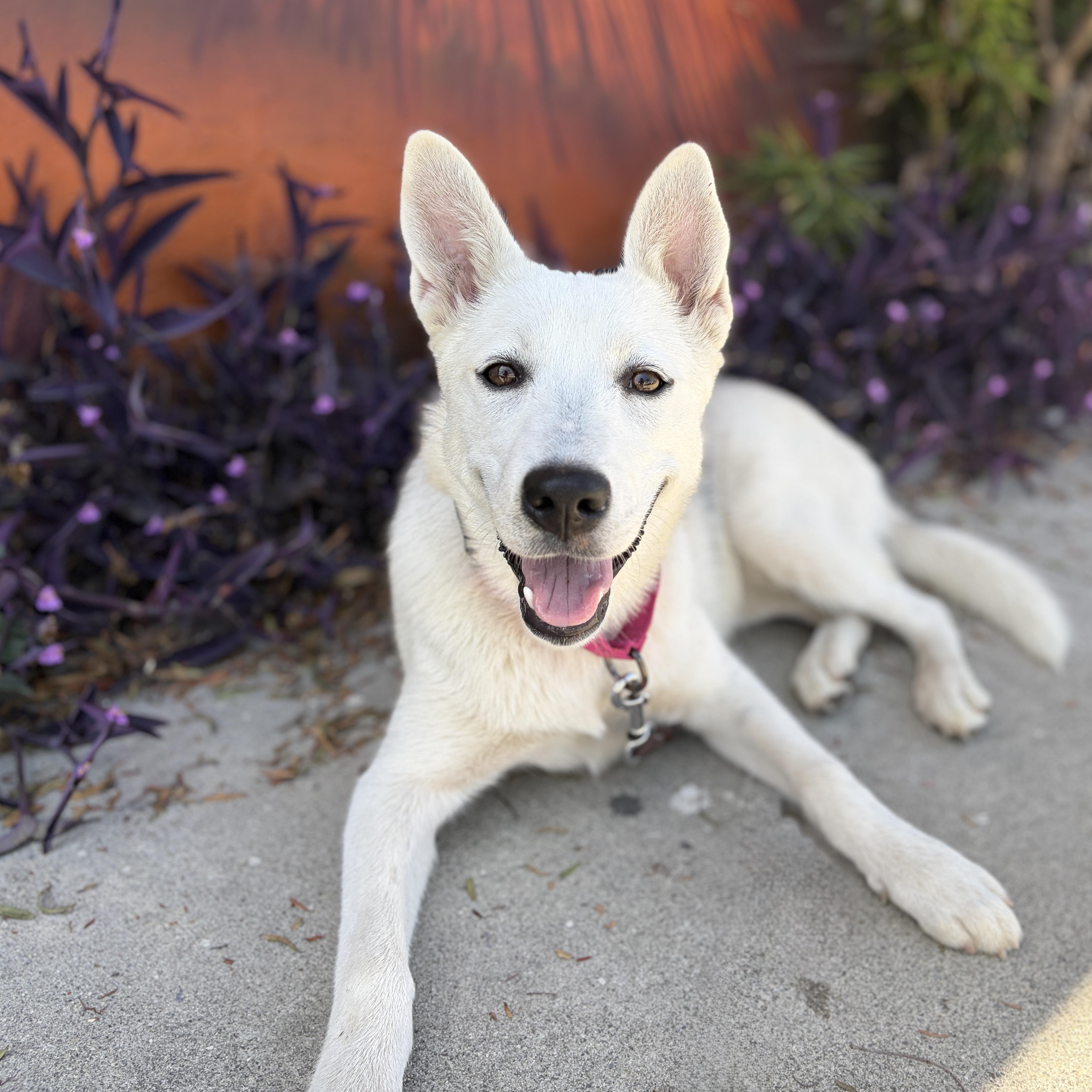 SUMMER, adopted, Young Female Husky.