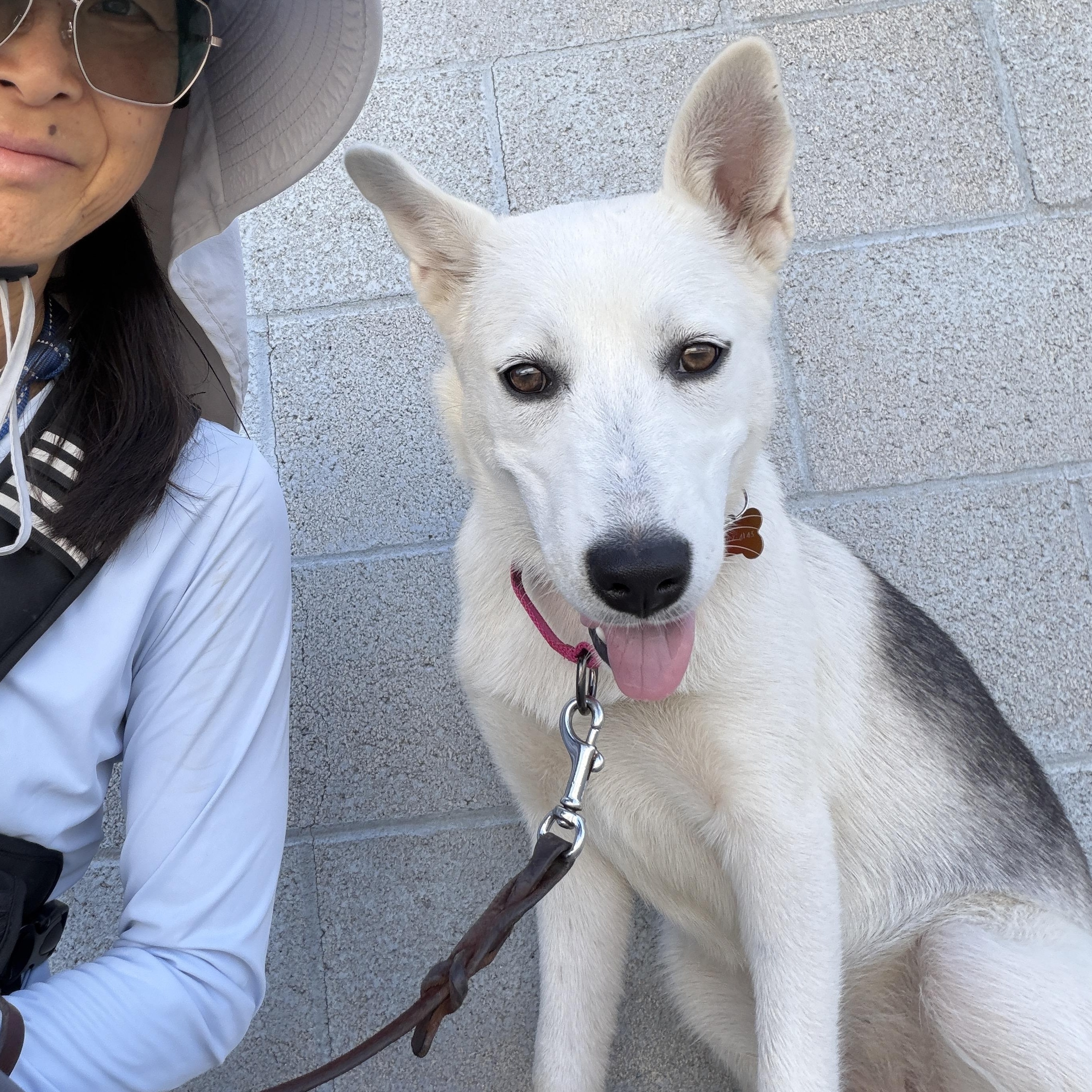 Enlarge SUMMER, an adopted mixed breed in Pasadena, CA image 5/5