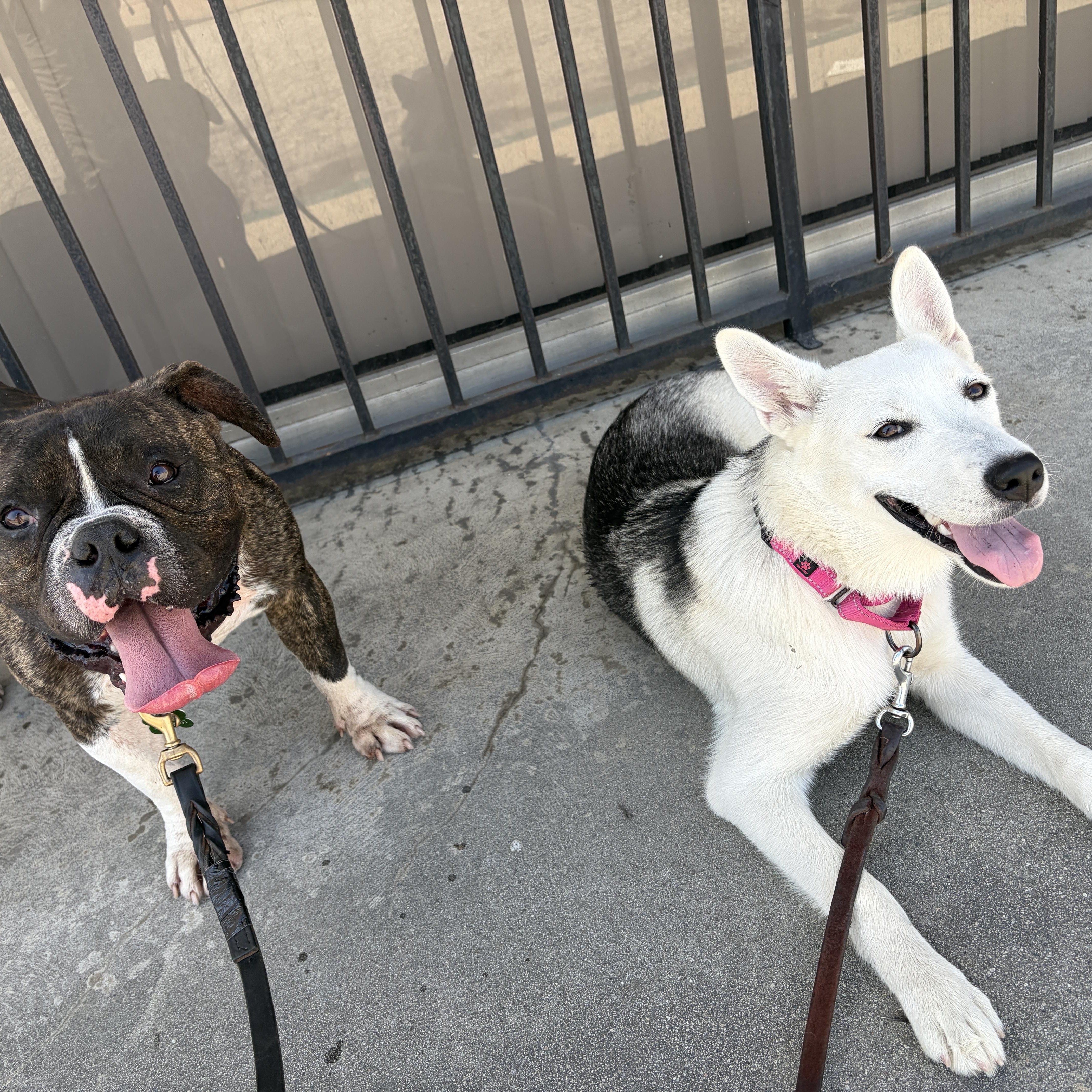 Enlarge SUMMER, an adopted mixed breed in Pasadena, CA image 4/5