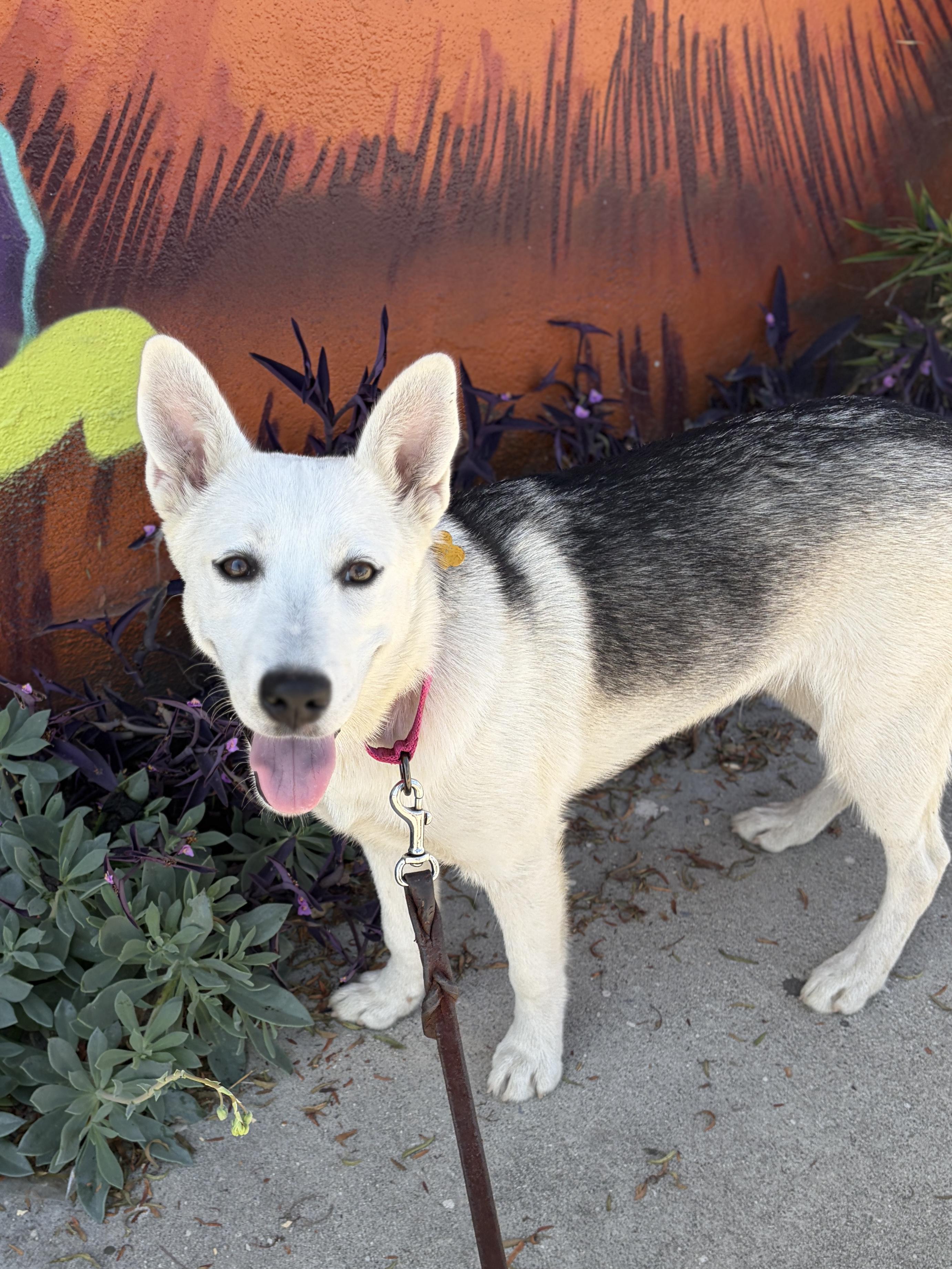 Enlarge SUMMER, an adopted mixed breed in Pasadena, CA image 3/5