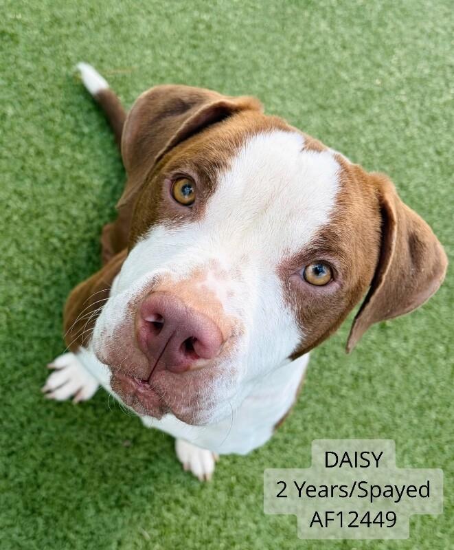 Daisy, Adoptable, Adult Female Pit Bull Terrier & Mixed Breed.