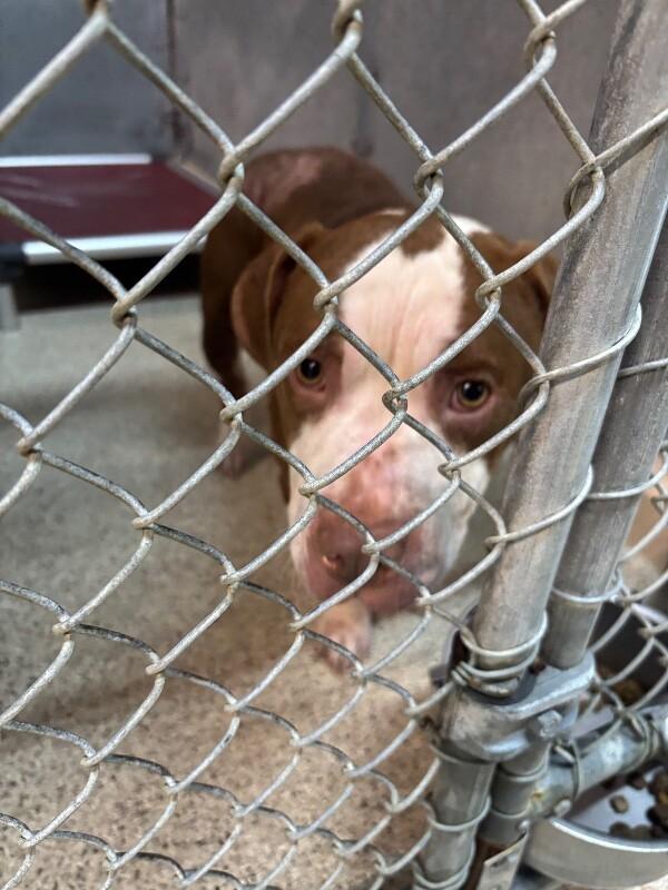 Enlarge Daisy, a Adoptable mixed breed in Supply, NC image 2/2