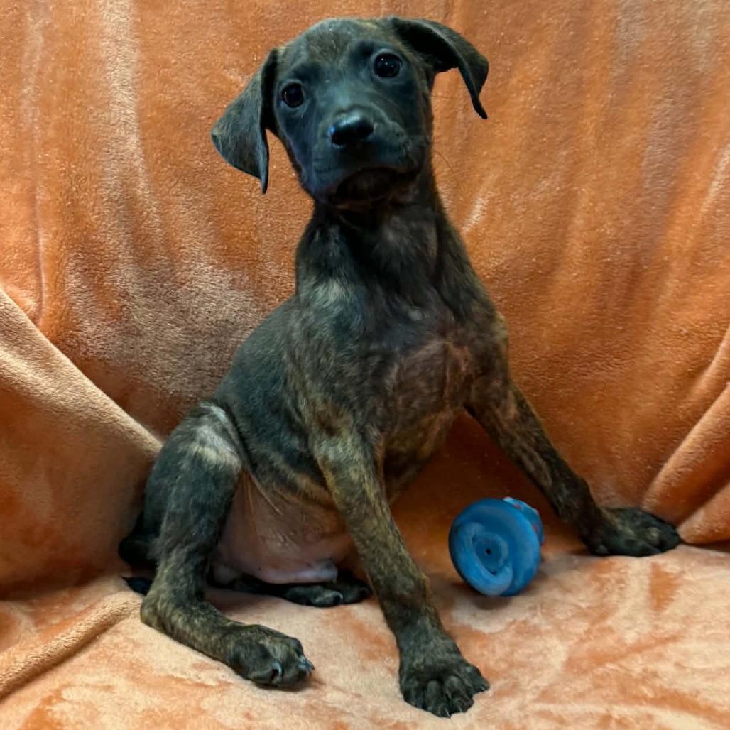 Freeway, Adoptable, Puppy Male Mixed Breed.