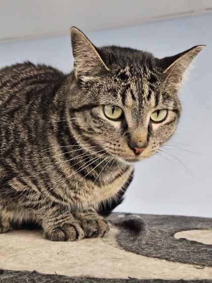 Mami, Adoptable, Adult Female Domestic Short Hair & Domestic Short Hair.