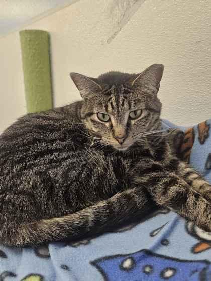 Enlarge Mami, a Adoptable mixed breed in Mount Pleasant, IA image 2/3