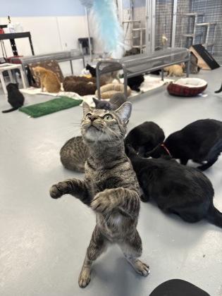 Mami, Adoptable, Adult Female Domestic Short Hair & Domestic Short Hair.