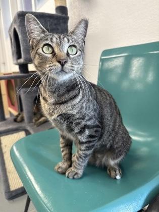 Mami, Adoptable, Adult Female Domestic Short Hair & Domestic Short Hair.
