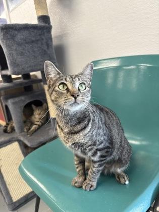 Mami, a Adoptable mixed breed in Mount Pleasant, IA image 1/3