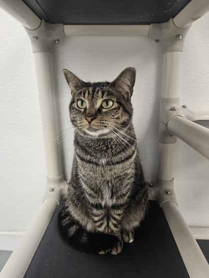 Enlarge Mami, a Adoptable mixed breed in Mount Pleasant, IA image 3/3