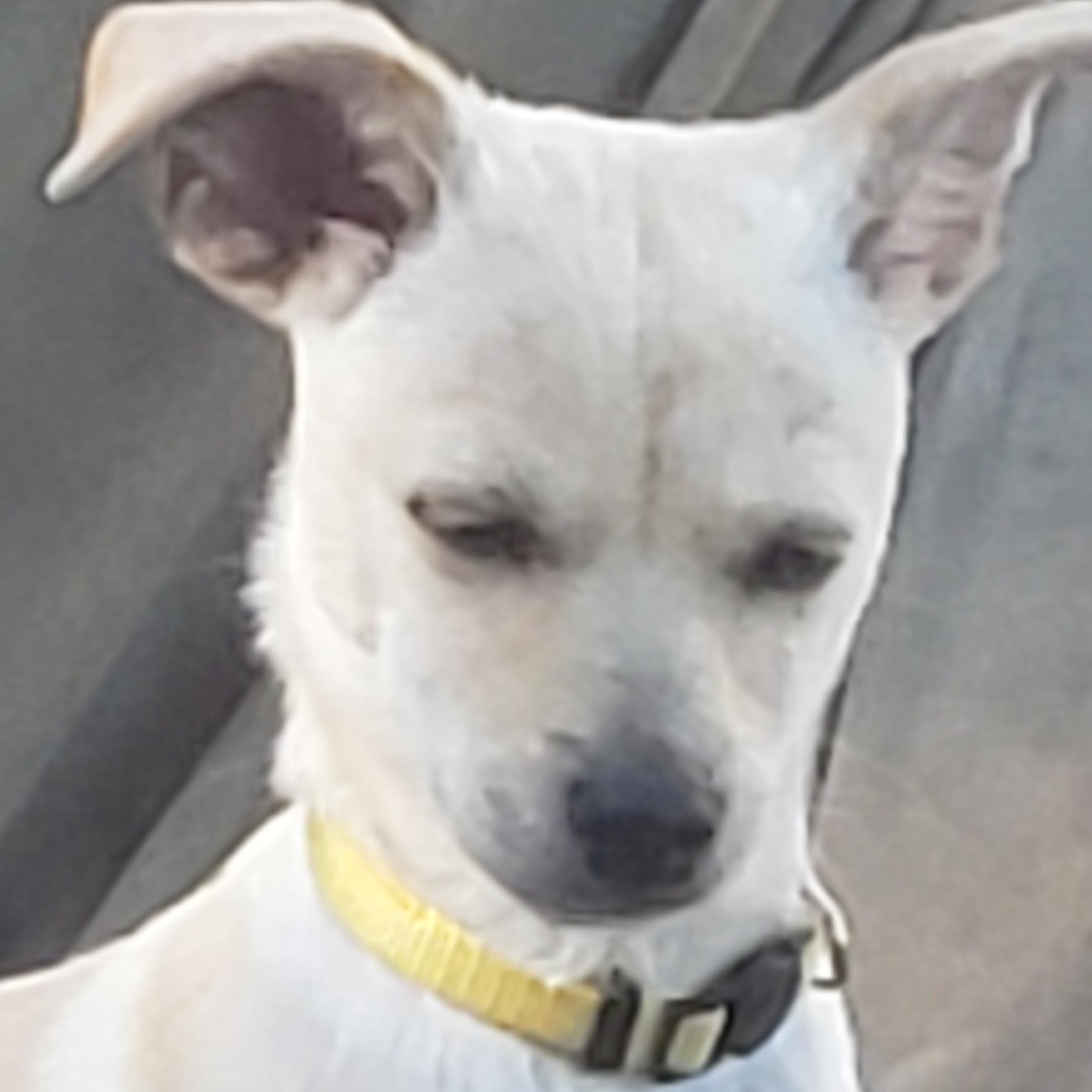 Enlarge Pickle Rick and Morty, an adoptable mixed breed in Murphys, CA image 2/2