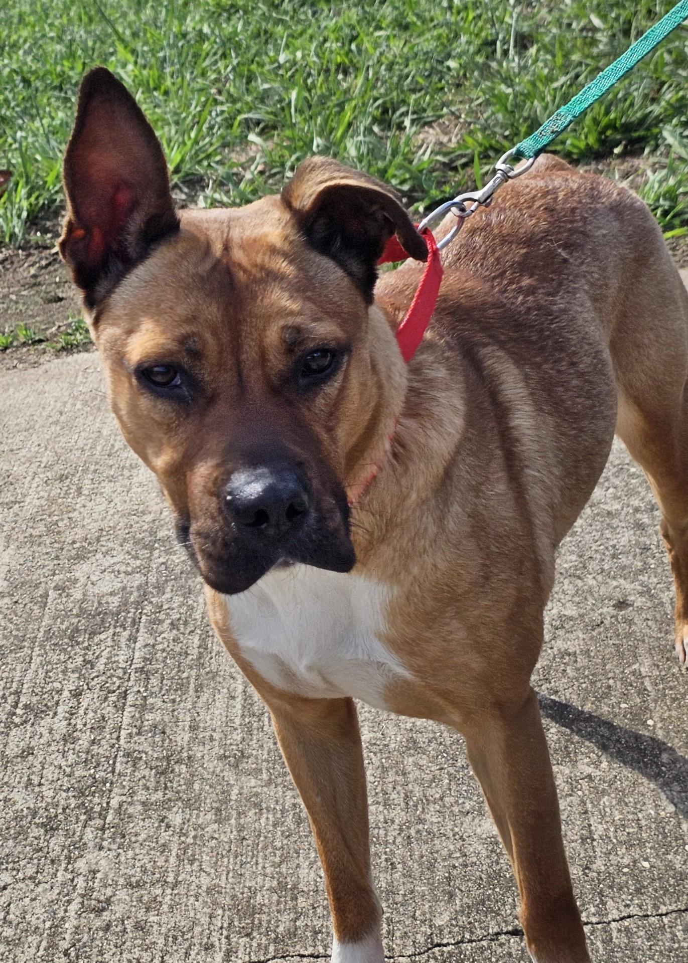 Shondra, Adoptable, Adult Female German Shepherd Dog.