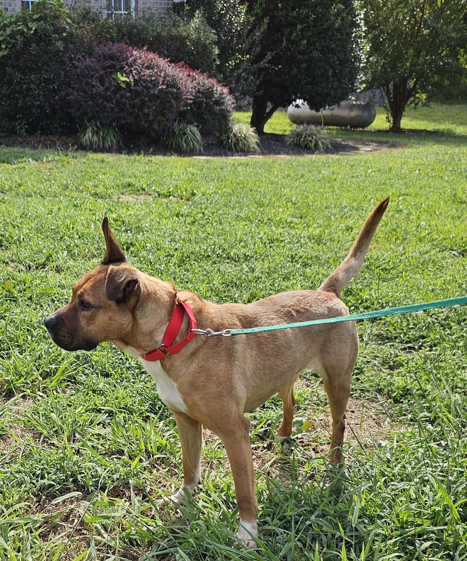 Enlarge Shondra, a Adoptable mixed breed in Charlotte, NC image 2/3
